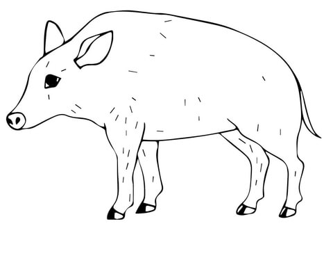 Wild Pig Coloring Page